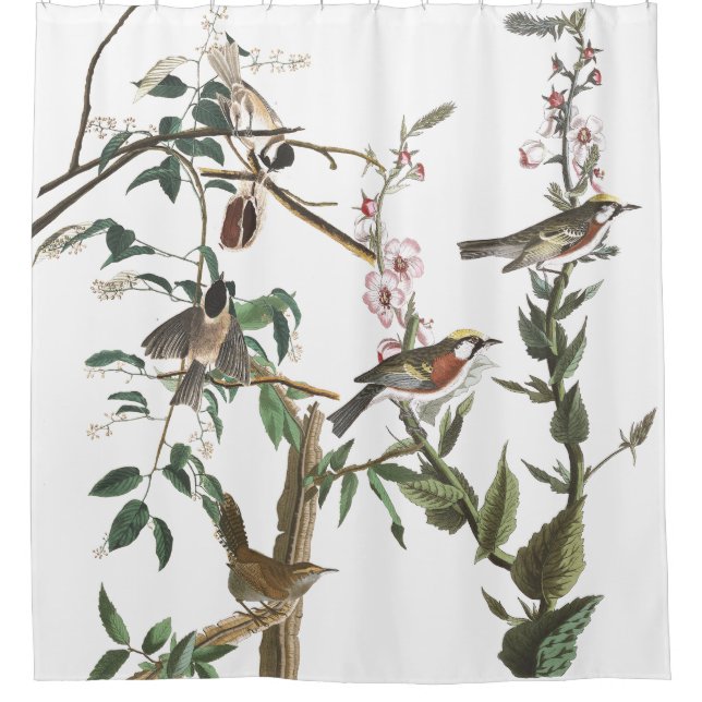 Rideau en douche de faune d'Audubon d'oiseaux de (Devant)