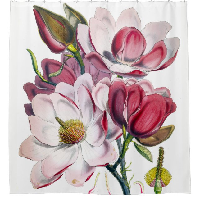 Rideau en douche de la magnolia de Campbell (Devant)
