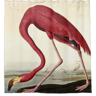 Rideaux De Douche Audubon American Flamme John James Audubon