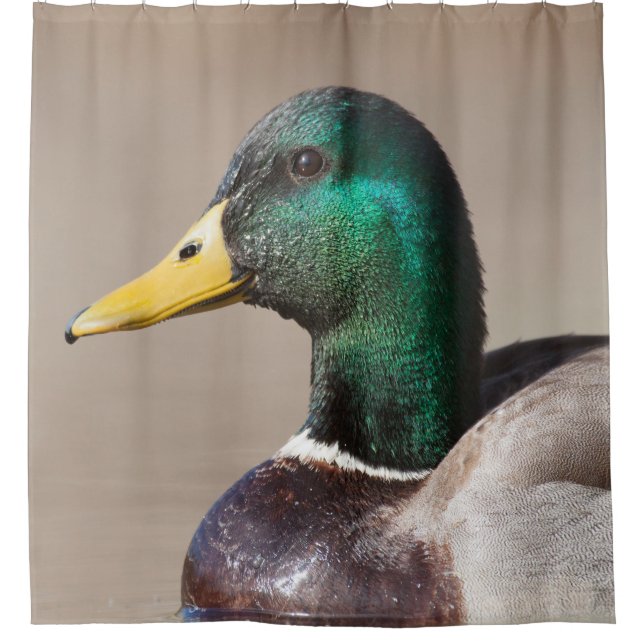 Rideaux De Douche Canard colvert (Devant)