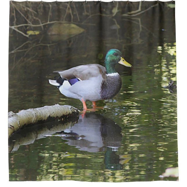 Rideaux De Douche Canard de Mallard (Devant)