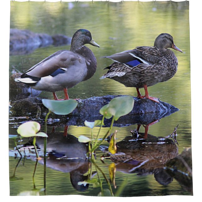 Rideaux De Douche Canards de Mallard (Devant)