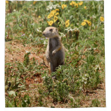 Chien de prairie adorable