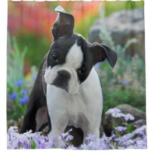Rideaux De Douche Chiot mignon de chien de Boston Terrier, baquet