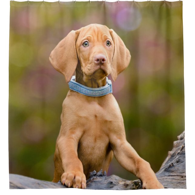 Rideaux De Douche Chiot puppyeyed mignon de chien de Vizsla de (Devant)