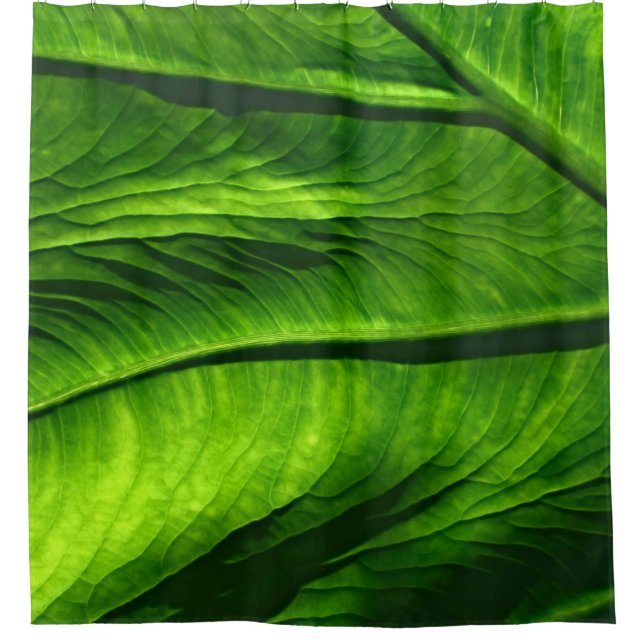 Rideaux De Douche Closeup photo of green leaf (Devant)