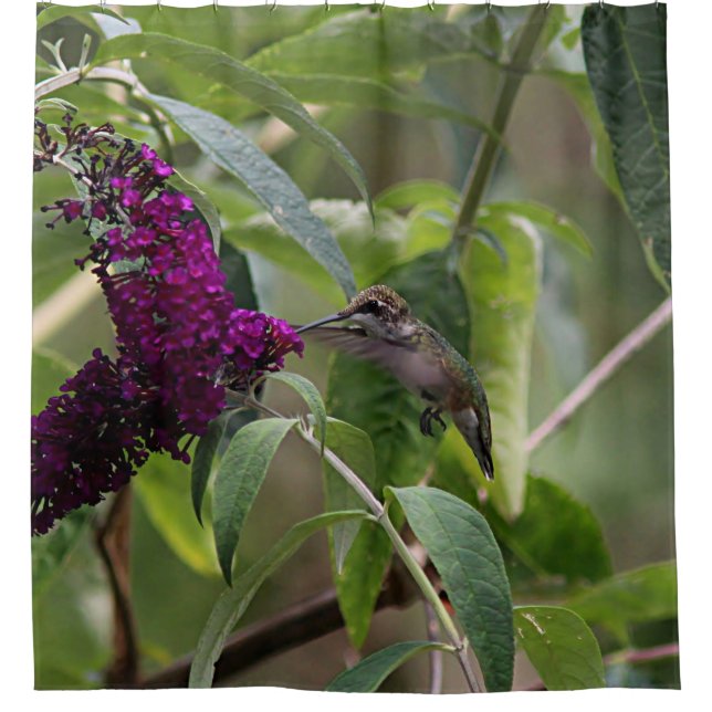 Rideaux De Douche Colibri (Devant)