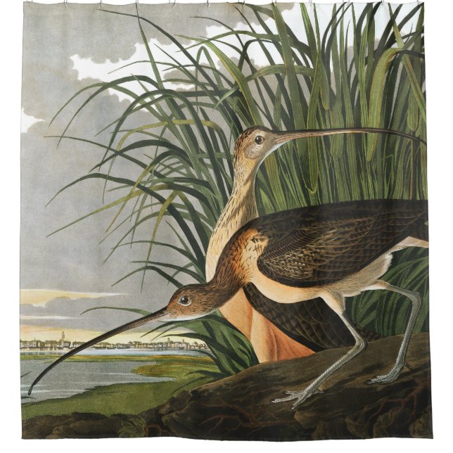 Rideaux De Douche Courlis à long bec par Audubon Vintage Marsh Bird (Devant)