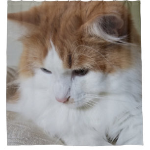 Rideaux De Douche (Feline Fancy) Contemplation Kitty : Photo Cat