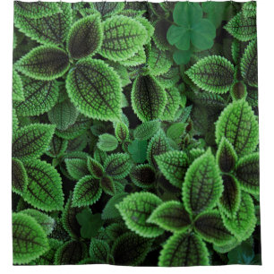 RIDEAUX DE DOUCHE FERMER LA PHOTO DU PLANTE VERT EN FED