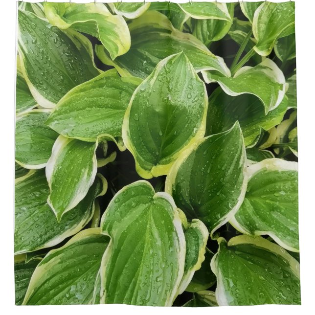Rideaux De Douche feuilles verts (Devant)