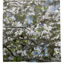 Fleurs de fleur blanche d'arbre de cornouiller