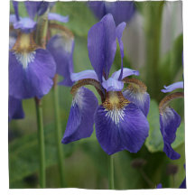 Fleurs pourpres d'iris