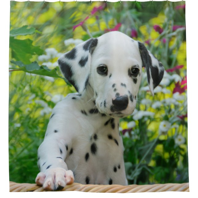 Rideaux De Douche Jeune chiot dalmatien mignon de chien, baquet (Devant)