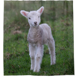 Rideaux De Douche Lamb Bébé Mouton ferme animal