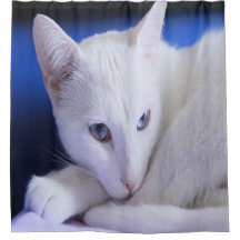 Magnifique Chat Blanc/Ajoutez la photo de votre an