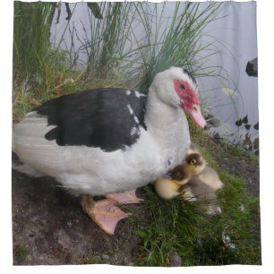 Rideaux De Douche Maman et canetons de canard de Muscovy