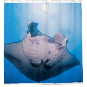 Rideaux De Douche Manta Mania : Rayon Manta au soleil