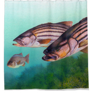 Rideaux De Douche Poisson de basse rayée de l'Atlantique