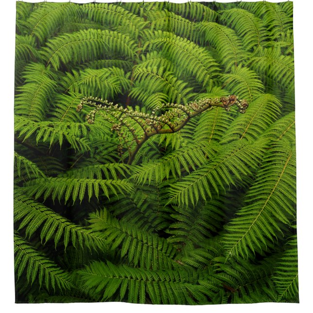 Rideaux De Douche Portrait Feuille de Fern (Devant)