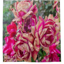 Roses antiques