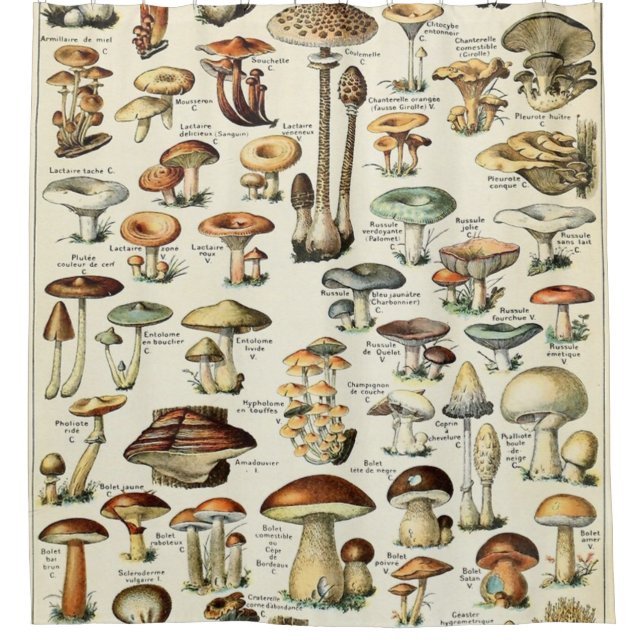Rideaux De Douche Tableau vintage des champignons comestibles (Devant)