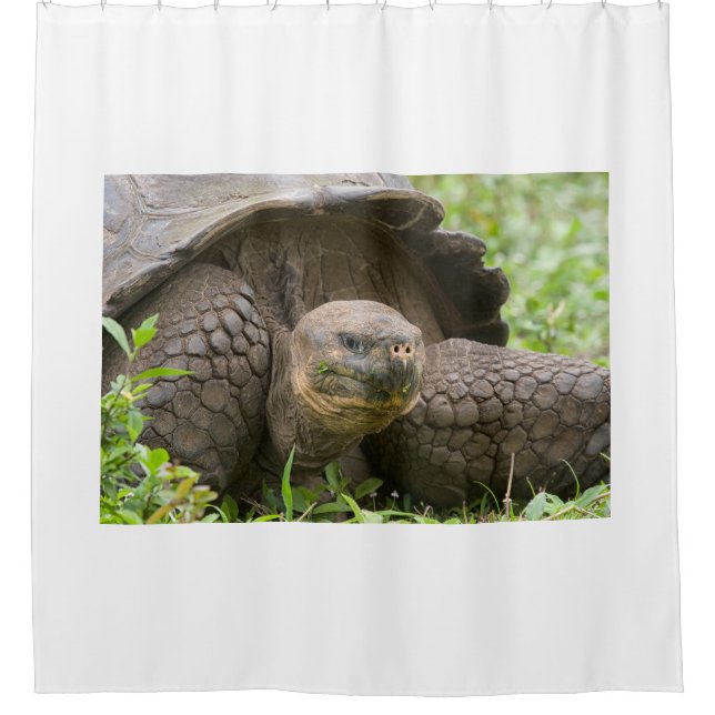 Rideaux De Douche Tortue géante (Devant)