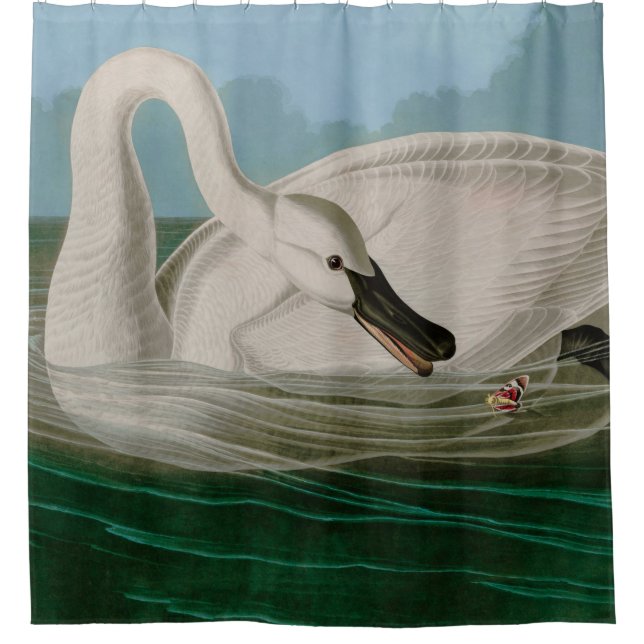 Rideaux De Douche Trumpeter Swan Birds of America Audubon Print (Devant)