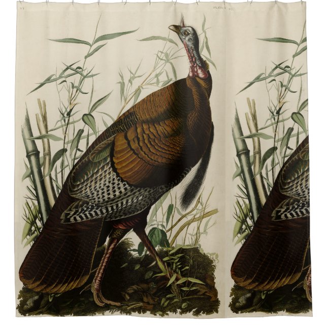 Rideaux De Douche Turquie sauvage (mâle) des oiseaux d'Amérique d'Au (Devant)