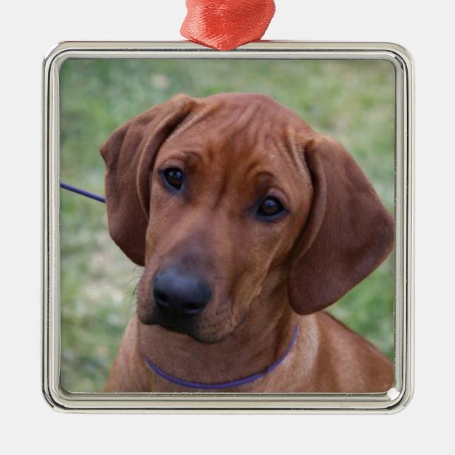 Ridgeback Puppy Metal Ornament (Front)