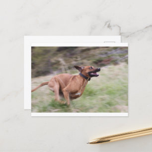 ridgeback running 2 postcard