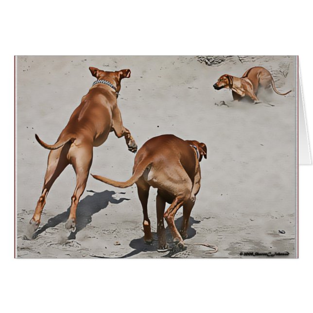 Ridgebacks' Fun at the Beach (Front Horizontal)