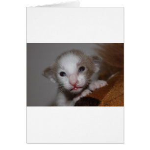 Ridiculously cute baby kitten