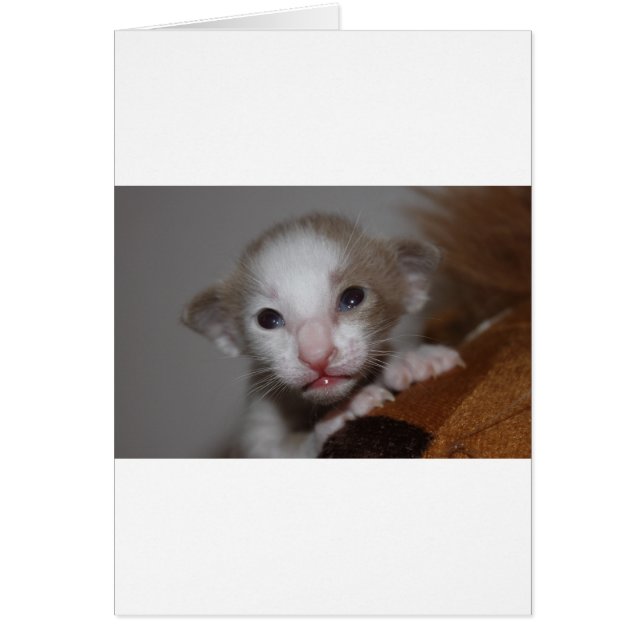 Ridiculously cute baby kitten (Front)