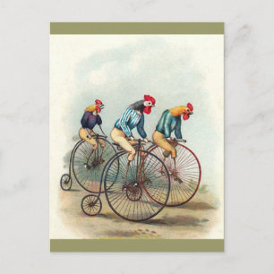 Riding Roosters Postcard