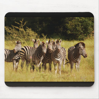 Right at You - zebras safari wildlife Mouse Pad
