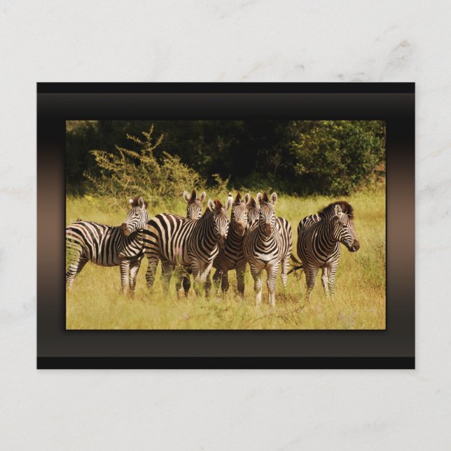 Right at You - zebras safari wildlife Postcard (Front)