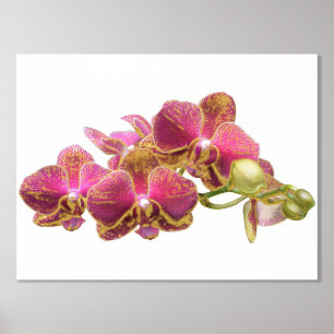 Right Foil Accents on Red Orchids Print Poster