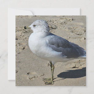 Ring-billed Gull