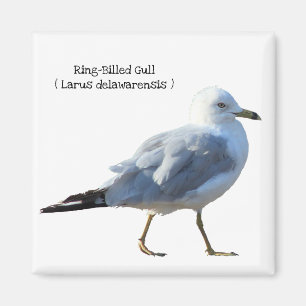 Ring-Billed Gull Magnet