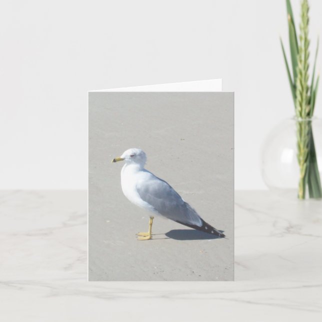 Ring Billed Gull Photo Folded Note Card (Front)