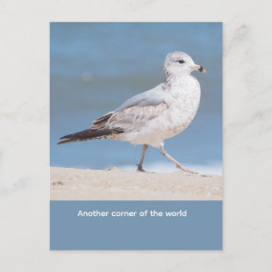 Ring-billed Gull Postcard