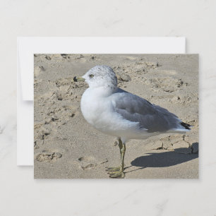 Ring-billed Gull Postcard