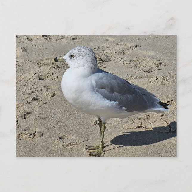 Ring-billed Gull  Postcard (Front)