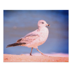 Ring-billed Gull Poster