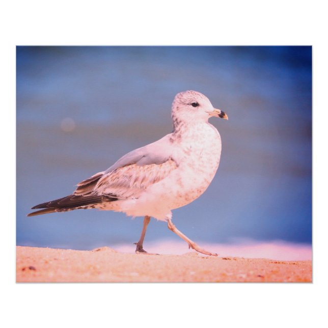 Ring-billed Gull Poster (Front)