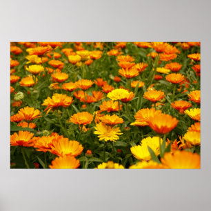 ring flower poster