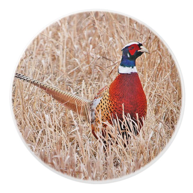 Ring-neck Pheasant Custom Ceramic Knob (Front)