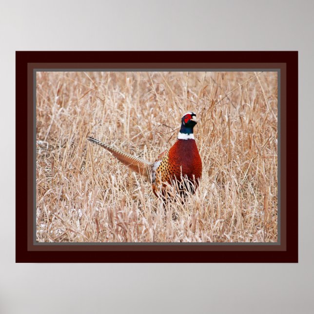 Ring-neck Pheasant Poster (Front)