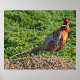 Ring Neck Pheasant Poster